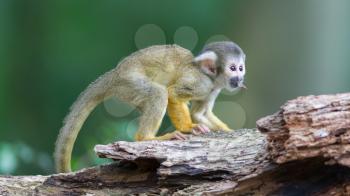 Small common squirrel monkeys (Saimiri sciureus), selective focus