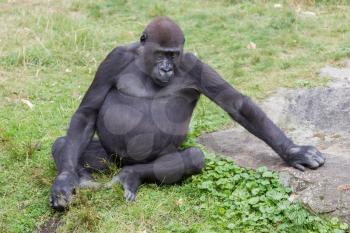 Adult gorilla resting in the green grass