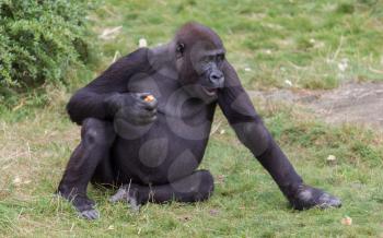 Adult gorilla eating a piece of fruit