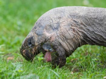 Galapagos giant tortoise eating grass, close-up, selective focus
