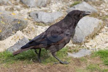 Black Crow - Zwarte Kraai - Corvus Corone - Carrion Crow
