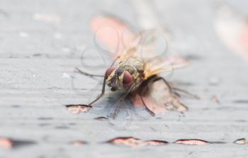 Fly sitting on some old paintwork, warm light