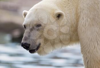 Close-up of a polarbear, enjoying the water