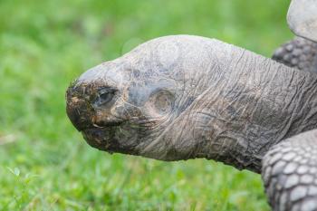 Galapagos giant tortoise eating grass, close-up, selective focus