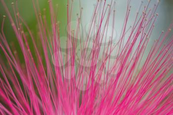 Pink flower from the side, selective focus, macro