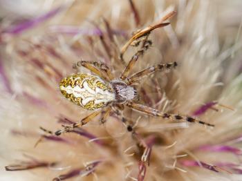 Small spider hiding in a flower, Switserland, selective focus