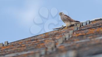 Falcon perched on a roof, looking for prey