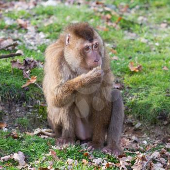Beautiful pig-tailed macaque (Macaca nemestrina) eating fruit