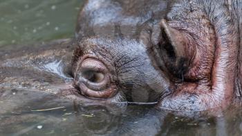 Close up shot of hippo's eye in water