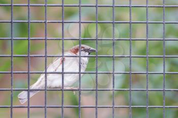 Sparrow trapped on the other side of the net fence - Selective focus