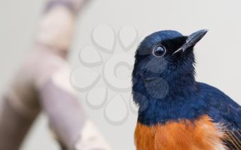 Male White-rumped shama (Copsychus malabaricus) close-up, selective focus