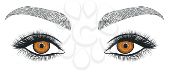 Hand drawn bright eyes with thick, long eyelashes and perfect brows. Stylized decorative makeup. Vector illustration