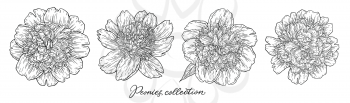 Peony flowers set hand drawn in lines. Black and white graphic doodle sketch floral vector illustration. Isolated on white background