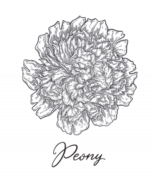Peonis flower hand drawn in lines. Black and white monochrome graphic doodle elements. Isolated vector illustration, template for design