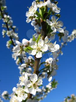 image of tree of a blossoming cherry