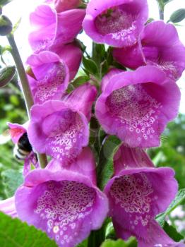 image with beautiful flower of lilac bluebell