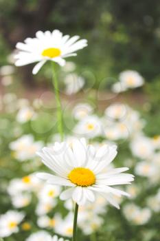 white beautiful chamomiles on the flower bed