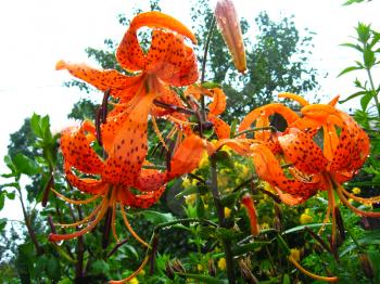 Drops of water on the redheaded lilies after a rain