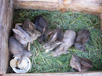 brood of the little young amusing rabbits