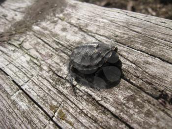 The image of a small turtle on a wooden surface