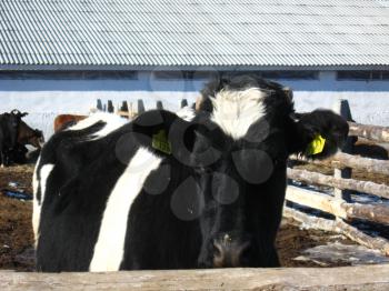 The black-and-white cow living on a farm