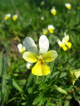 Beautiful flowers of wild pansies in the grass