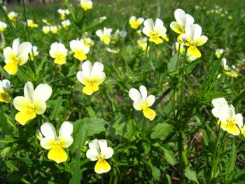 Beautiful flowers of wild pansies in the grass