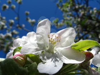 Beautiful and white flower of an apple-tree