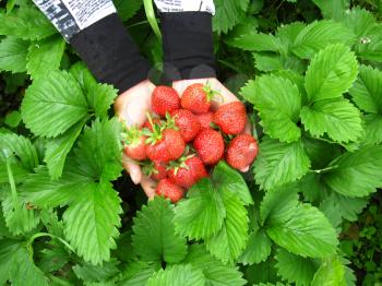 The image of palms full of strawberries