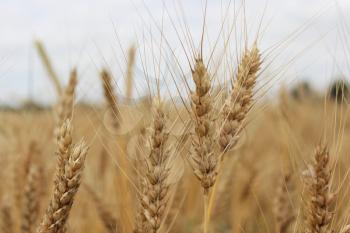 image of the field of spikelets of the wheat