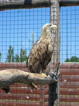 big eagle sitting on a branchin the zoo