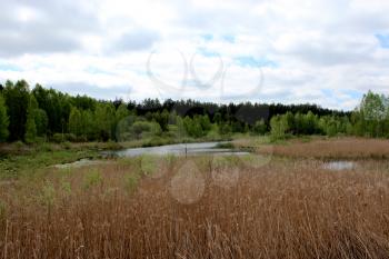 beautiful summer landscape with picturesque lake in the forest