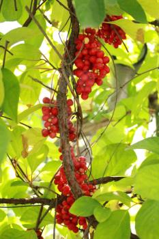 big red schizandra hanging on the branch