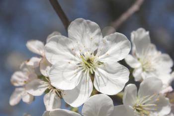 beautiful white flowers of blossoming cherry-tree in the spring