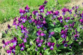 Beautiful flowers of blue pansies in the grass