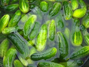 The imaga of cucumbers which prepare for preservation