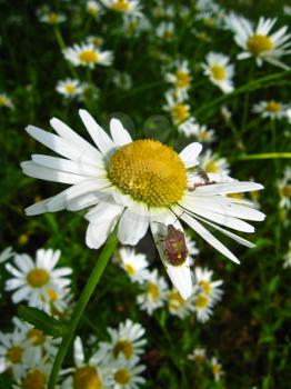 a little bug on the white chamomile