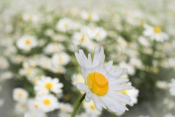 white flower of beautiful chamomile on the flower bed