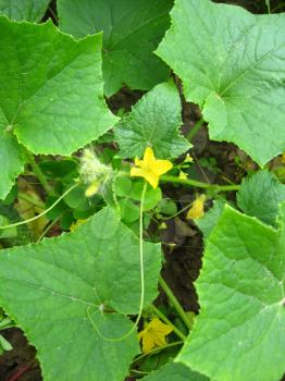 The image of flower of a cucumber with leaves