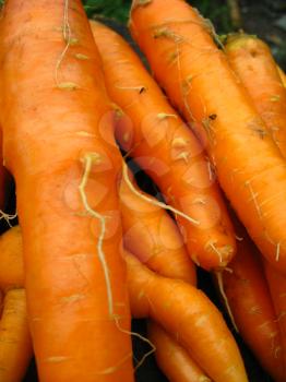 The image of hand with a bunch of carrots