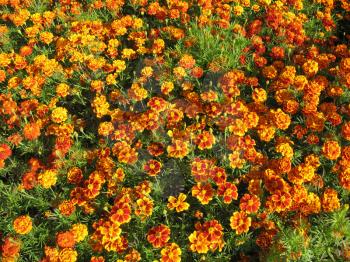 A beautiful flowers of motley and velvet tagetes