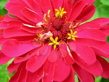The image of red and fine zinnia