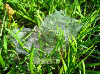 the image of beautiful web in the green grass