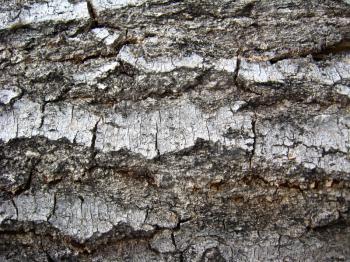 Background from a bark of a tree