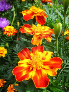 A beautiful flower of motley and velvet tagetes