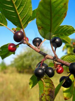 The image of the branch with the ripe wolf berries