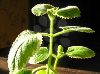 The image of leaves of decorative mint
