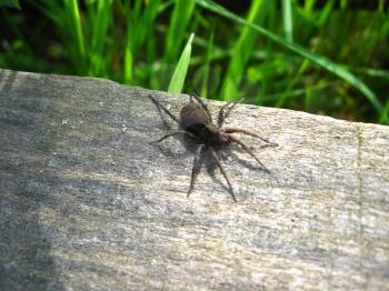 the image of little grey spider on the wood