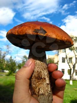 The image of beautiful and big cep in a hand