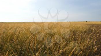 The image of field with a yellow grass